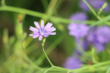 Closeup shot of a flower on a blurred background in the Himalaya