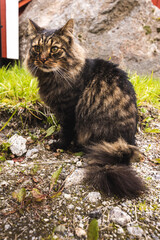 Naklejka na ściany i meble Norwegian cat on gras