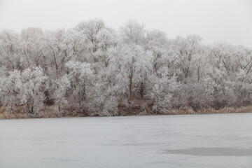 Tall trees grow on banks of frozen pond