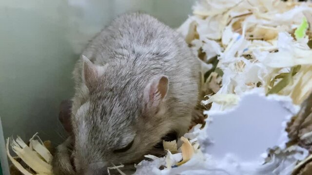 Newborn Gerbil Pup Suckling Milk From Its Mother In The Nest. close up