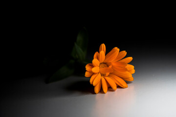 Fleur orange