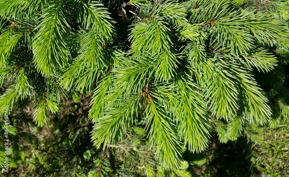 Canvas Prints beautiful fresh branch of evergreen coniferous tree
