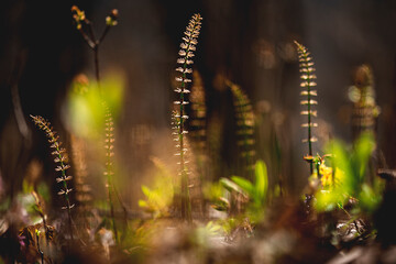 wild plants and flowers of spring color contrast in the forest meadow