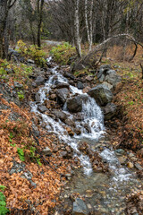 autumn, nature, landscape, gorge, cloudy day, forest, trees, firs, yellowed foliage, grass, slope, rocks, stream, rough water, light, shadow, glare, walk