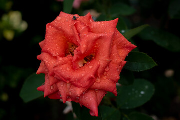 a fly sits on a scarlet rose