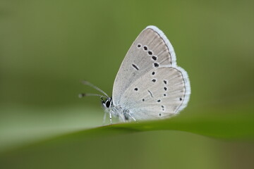 Little Blue or Cupido minimus perched on grass blade on green background