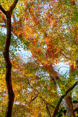 Autumn leaves, tree branches and blue sky