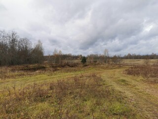 autumn landscape forest without leaves withered grass