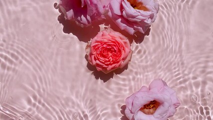 Pink rose flowers on water surface and of waves on pink background. Sun and shadows. Pure pink water with reflections sunlight and shadows in slow motion. Valentines day texture. High quality 4k 