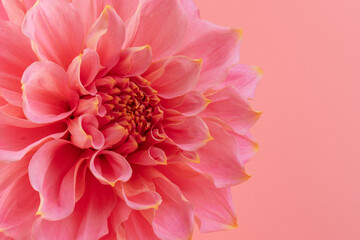 Pink, yellow and white fresh dahlia flower macro photo on pink background. Picture in color...