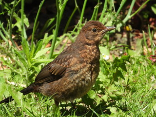 oiseau