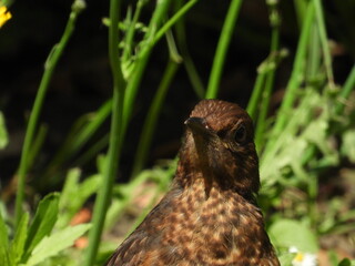 oiseau