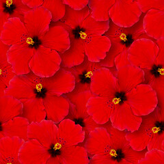 Red hibiscus flowers seamless pattern. Natural floral background. The buds randomly overlap. © Photojulia
