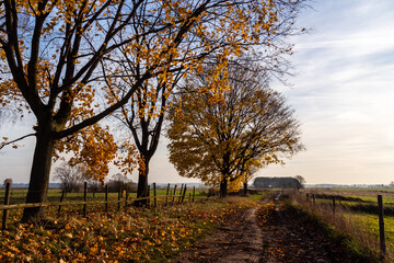 Jesienny krajobraz Podlasia, Polska