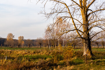 Jesienny krajobraz Podlasia, Polska © podlaski49