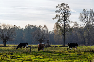 Jesienny krajobraz Podlasia, Polska © podlaski49