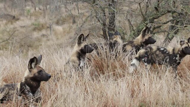 Pack of wild dogs on high alert