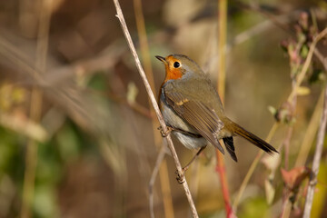 Very close-up portraits of European robin (Erithacus rubecula). Plumage and habit details are well read in the soft morning light. Bird identification is easy