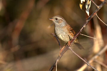 Close-up of a dunnock (Prunella modularis) in winter plumage, photographed in its natural habitat of dense bush and against a beautifully blurred background.