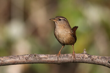A very close-up photo of a Eurasian wren (Troglodytes troglodytes) sitting on a branch against a blurry background in soft morning light. Identification signs are read
