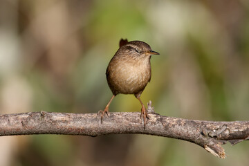 A very close-up photo of a Eurasian wren (Troglodytes troglodytes) sitting on a branch against a blurry background in soft morning light. Identification signs are read