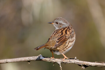 Close-up of a dunnock (Prunella modularis) in winter plumage, photographed in its natural habitat of dense bush and against a beautifully blurred background.