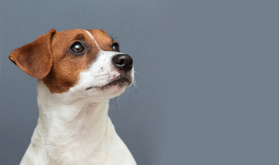 dog jack russell terrier looking in the studio
