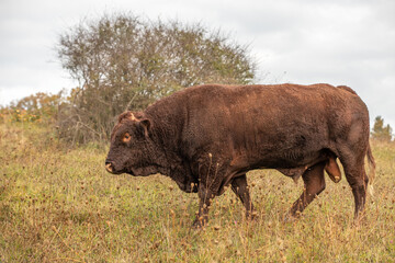 Salers bull in a pasture.