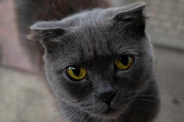 grey lop-eared cat with yellow eyes