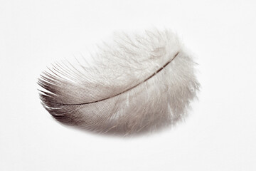 bird feather on a white background, eiderdown, natural insulation,