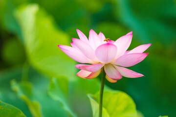 Obraz premium Lotus flower on the water