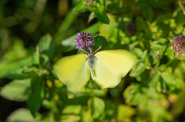 A green butterfly flying to violet leaves