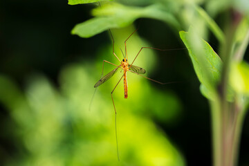 Nephrotoma appendiculata, spotted cranefly