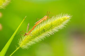 Nephrotoma appendiculata, spotted cranefly