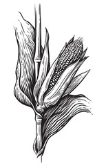 Hand drawn sketch style set of corn vegetable. Corncob with leafs. Organic cereal vector illustration.