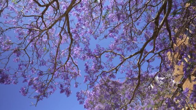 big jacaranda tree