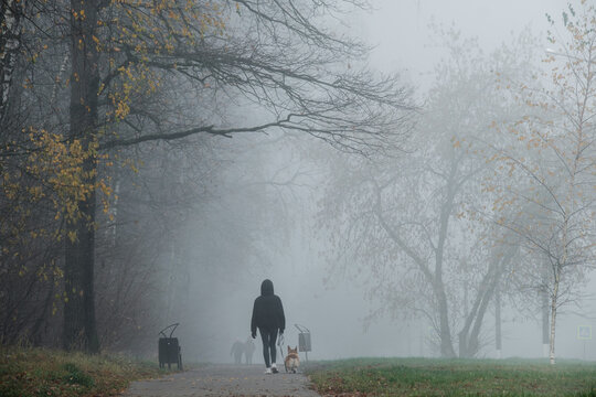 Girl walking in the fog through an alley with her dog in Obninsk