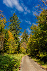 Fototapeta na wymiar Herbstspaziergang durch die wunderschöne Natur des Thüringer Waldes - Thüringen