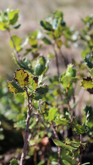  Azinheira (Quercus ilex). A beautifull young tree ready to be planted.