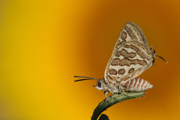 Tawny Silverline or Cigaritis acamas butterfly perched on a plant on an amazing background