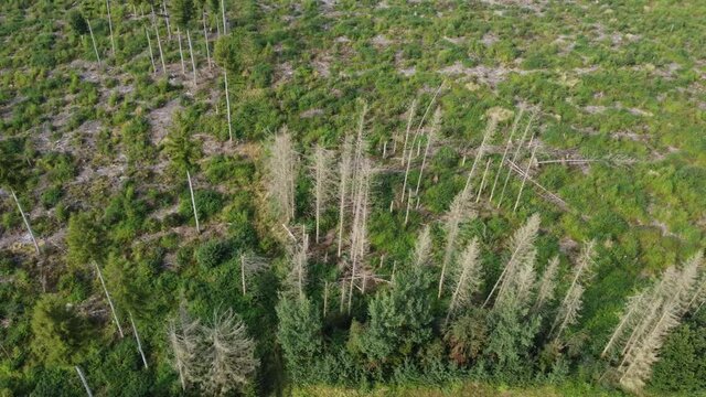 destroyed fir forest form above