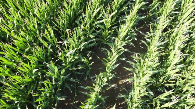 close fligh over maize corn