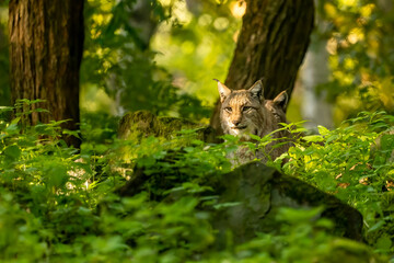Beautiful lynx (bobcat) hiding in a forest in a natural reserve in Germany at a sunny day in autumn.