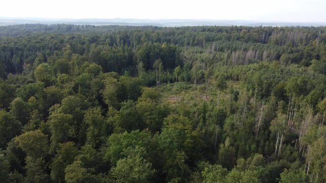 fly over a mixed forest