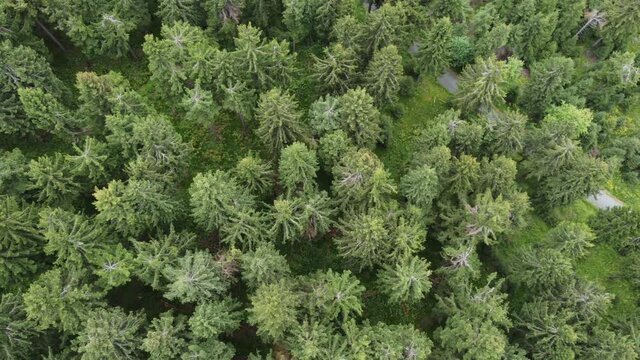 pan over a fir forest