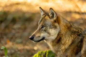 Fototapeta premium A wolf in a natural reserve in Hesse, Germany at a sunny morning in autumn.