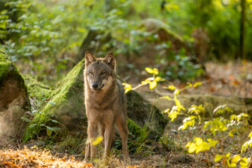 A wolf in a natural reserve in Hesse, Germany at a sunny morning in autumn.