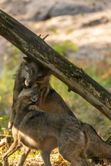 A wolf in a natural reserve in Hesse, Germany at a sunny morning in autumn.