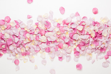 Pink rose flowers petals on white background. Flat lay, top view, copy space.