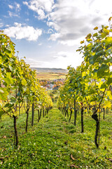 Vertical shot of scenic vineyard in beautiful autumnal landscape in Southern Germany